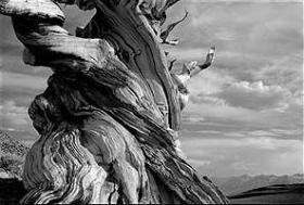 Reflective Journeys 'Methuselah'...